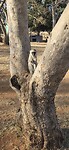 Meerkat
