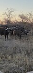 Buffels