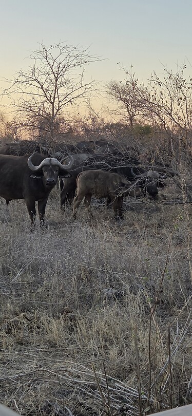 Buffels