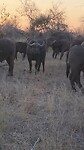 Buffels