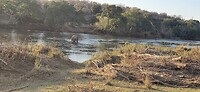Olifant in de olifantenrivier