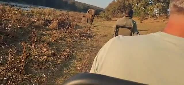 Aangevallen door grumpy olifant