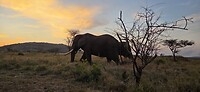 Olifant RRL zonsondergang