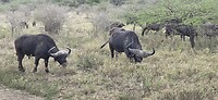 Buffels RRL