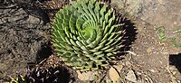 Prachtige cactus van wel 70 cm doorsnede SKL