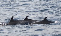 🐬🐬