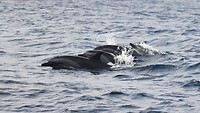 🐬🐬🐬🐬