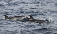 🐬🐬