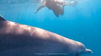 🐬 anouk met de dolfijnen