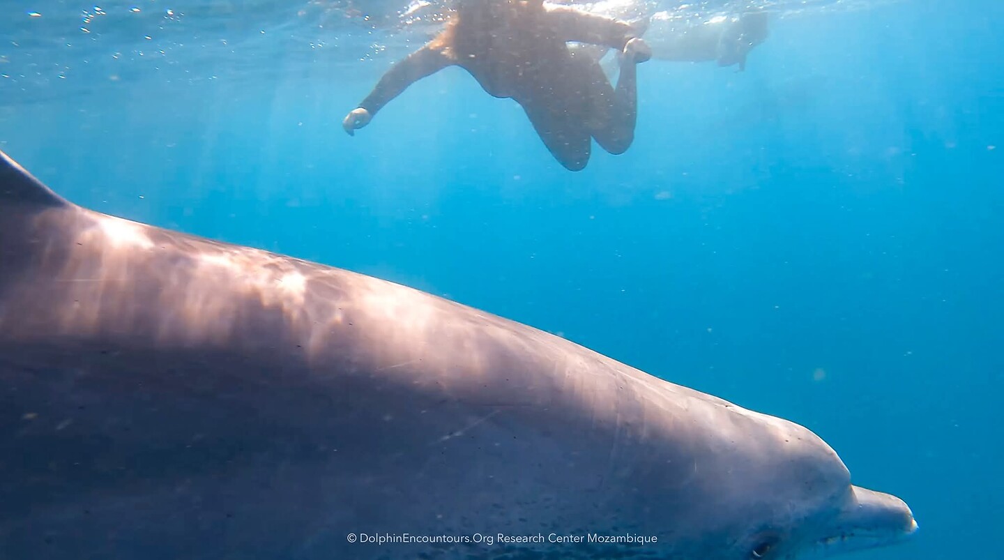 🐬 anouk met de dolfijnen