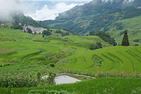 Rijstvelden