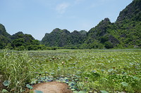 Thai-Vi Pagoda