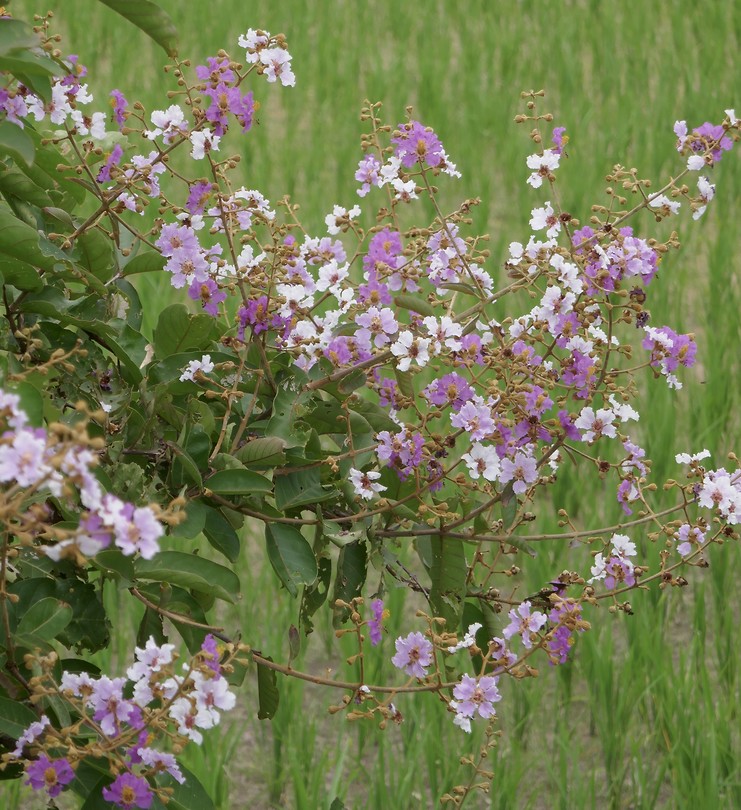 Ochtendwandeling