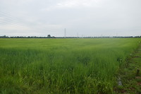 Hollands landschap