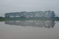 Hollands landschap