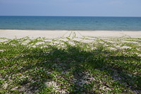 Strand Krut