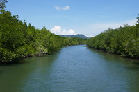 Mangrovebos
