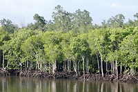 Mangrovebos