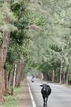Pak Meng, tunnel road