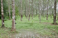 Rubberplantage