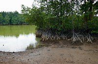 Mangrovebos