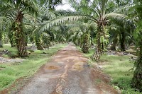 Palmolieplantage