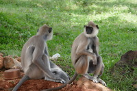 Anuradhapura