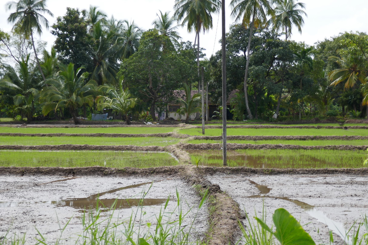 Rice Villa