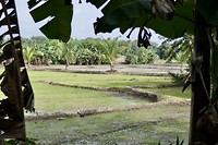 Rice Villa