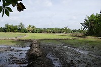 Rice Villa