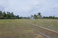 Rice Villa