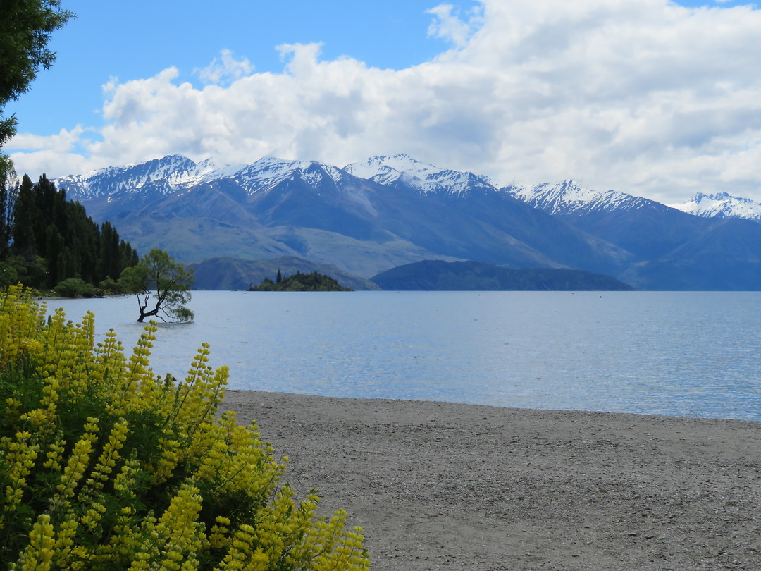 The Wanaka Tree Foto Louise s Reisblog