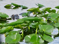 Zoek de croco 🐊