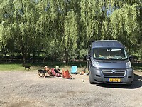 Heel veel lieve honden hier