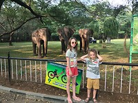 vandalur zoo