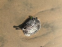 kogelvissen, lagen er veel dood op het strand