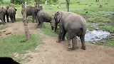 Wat doet een olifant als hij jeuk heeft?