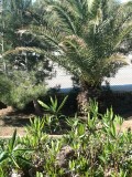 annanas boom