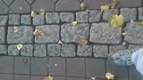 Folow my own path