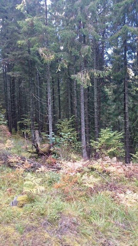 Naaldbomen