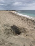 Schildpad op het strand