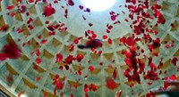 Rome_pantheon-pinksteren-