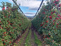 Eindeloze rijen appelbomen vandaag