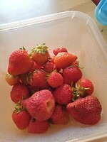 uit de moestuin