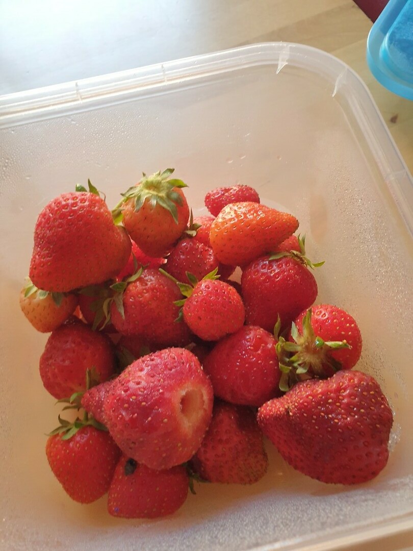 uit de moestuin