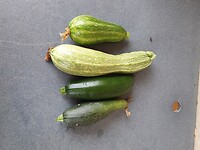 courgette uit de moestuin