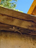 de gekko