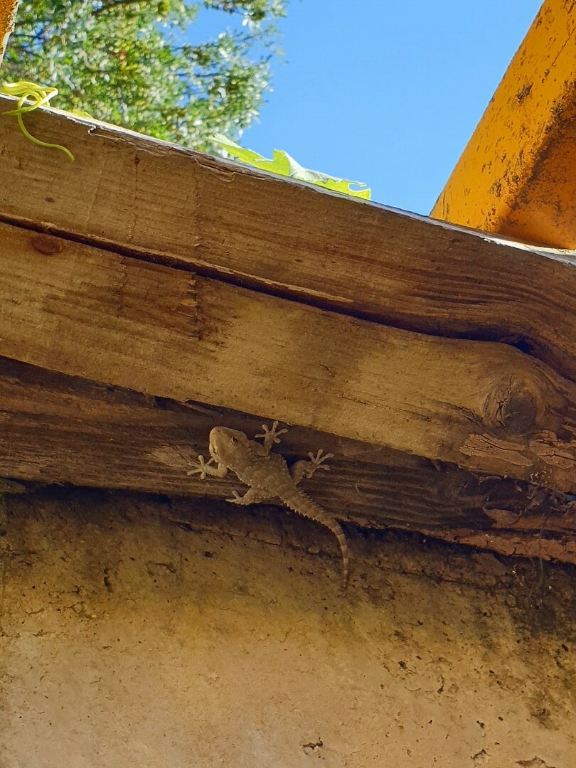 de gekko