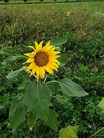 Zonnebloem