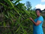Rosemary Emond met haar dragonfruits